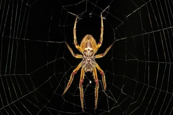 Учёные будут спасть сердечников с помощью смертельного яда пауков